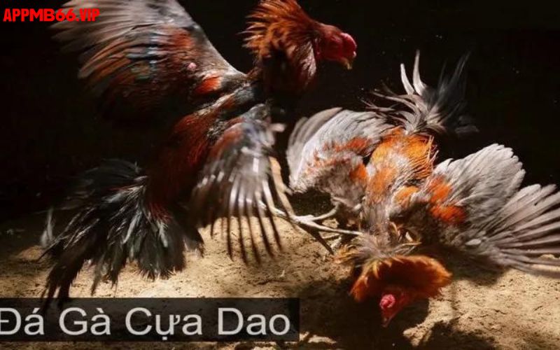 Đá gà cựa dao đỉnh cao cá cược